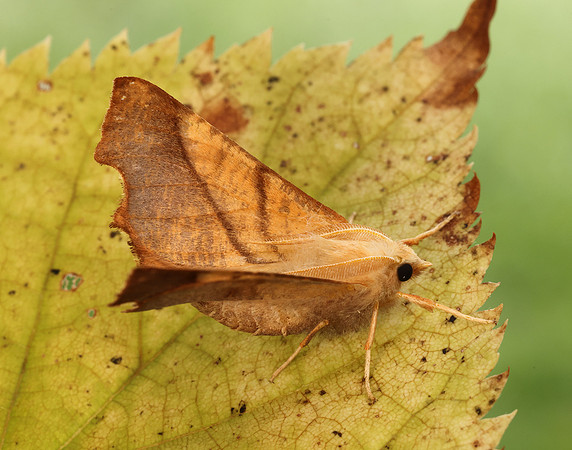 70.235 BF1914 Dusky Thorn Ennomos fuscantaria