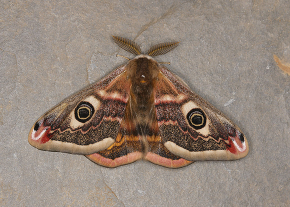 68.001BF 1643 Emperor Moth Saturnia pavonia
