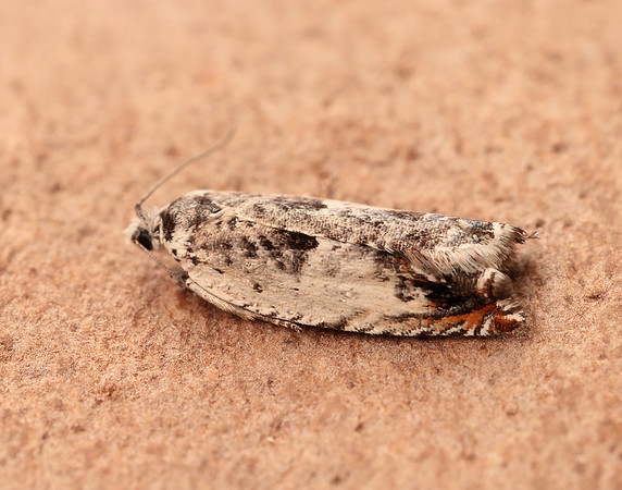 49.203 BF1123 Ancylis laetana