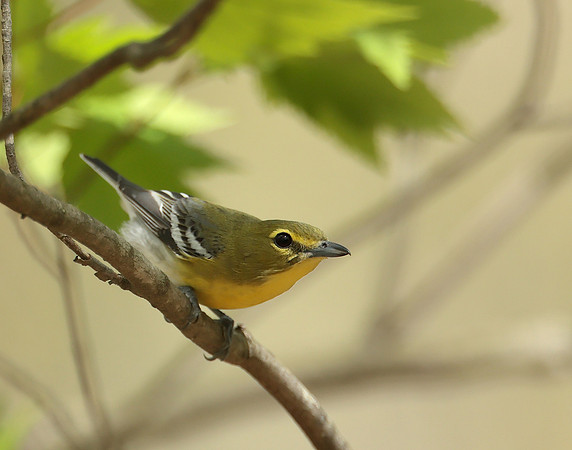Yellow-throated Vireo Vireo flavifrons