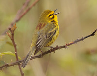 Prairie Warbler Setophaga discolor