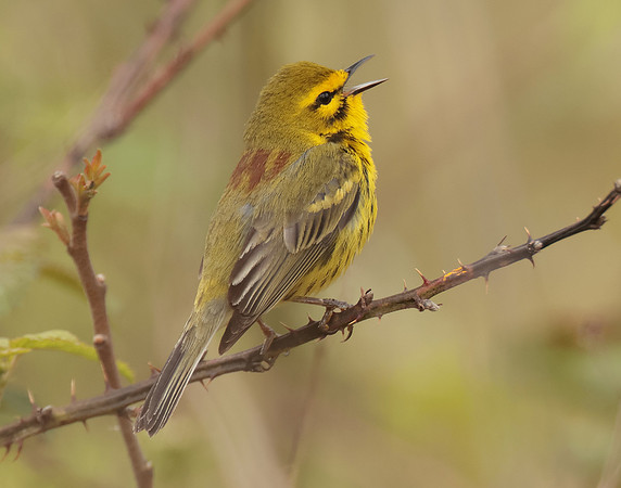 Prairie Warbler Setophaga discolor