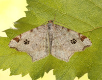 70.211 BF1889 Peacock Moth Macaria notata