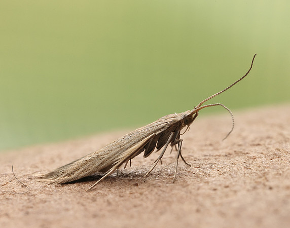 37.104 BF567 Coleophora adspersella