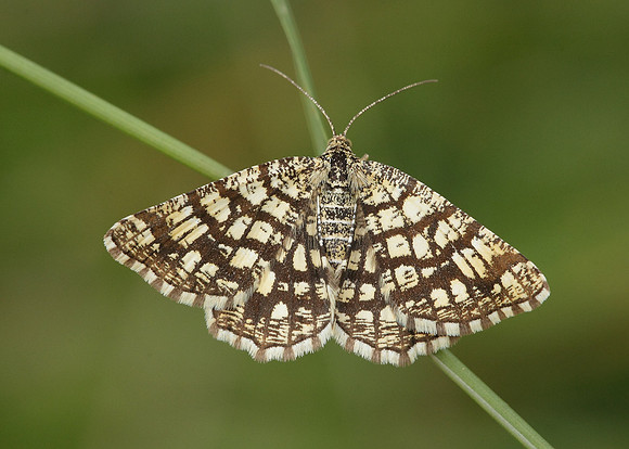 Latticed Heath Chiasmia chiasmia