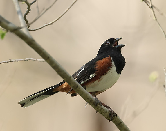 Eastern Towhee Pipilo erythrophthalmus