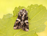73.283 BF2171 Marbled Coronet Hadena confusa