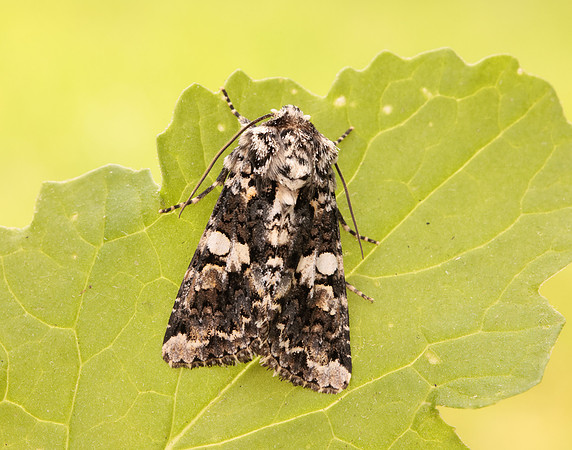 73.283 BF2171 Marbled Coronet Hadena confusa