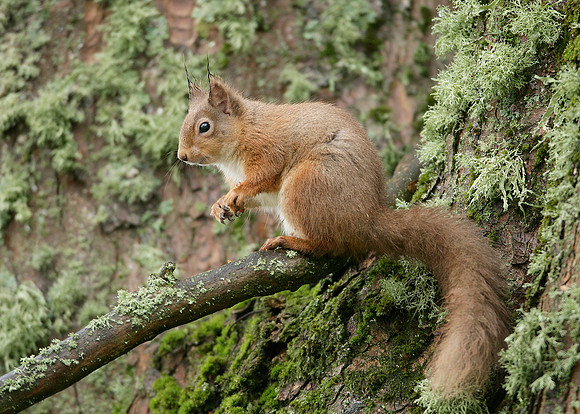 Red Squirrel Sciurus vulgaris