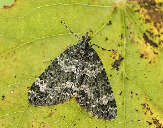 70.096 BF1761 Autumn Green Carpet Chloroclysta miata