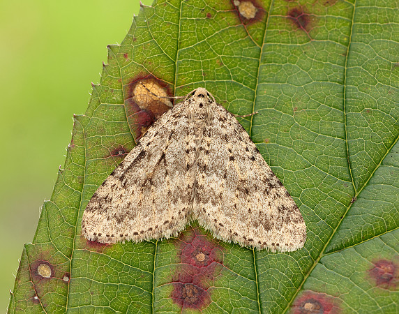 70.101 BF1775 Mottled Grey Colostygia multistrigaria