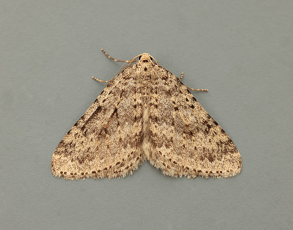 70.101 BF1775 Mottled Grey Colostygia multistrigaria
