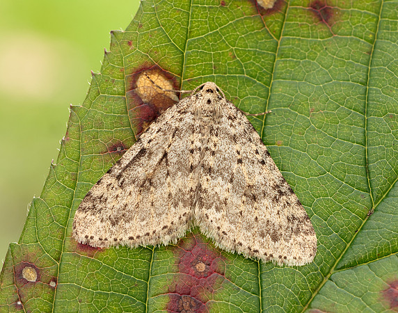 70.101 BF1775 Mottled Grey Colostygia multistrigaria