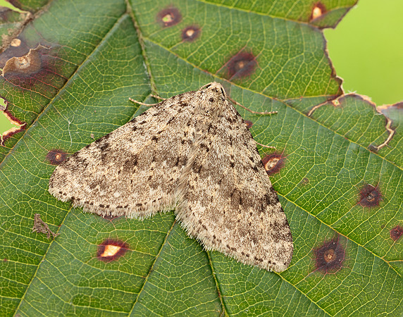 70.101 BF1775 Mottled Grey Colostygia multistrigaria
