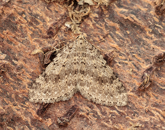 70.101 BF1775 Mottled Grey Colostygia multistrigaria