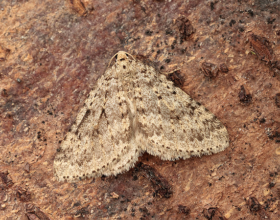 70.101 BF1775 Mottled Grey Colostygia multistrigaria