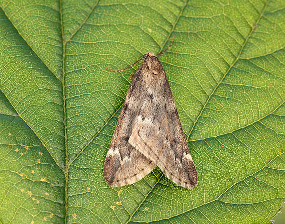 70.245 BF1663 March Moth Alsophila aescularia