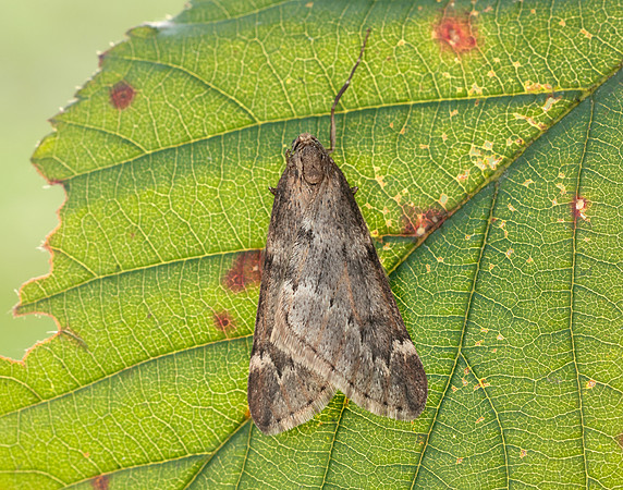 70.245 BF1663 March Moth Alsophila aescularia
