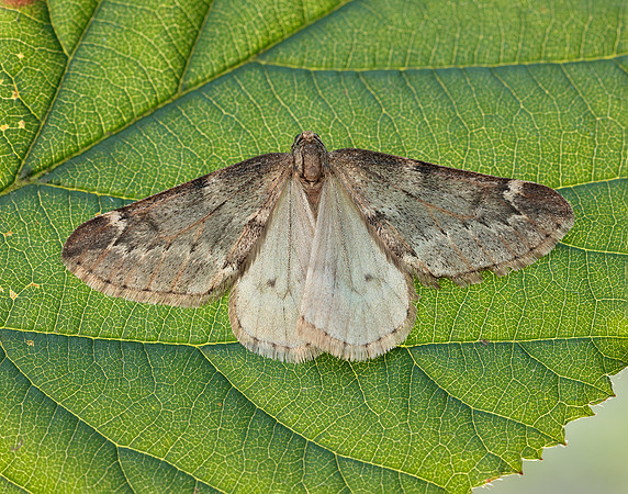 70.245 BF1663 March Moth Alsophila aescularia