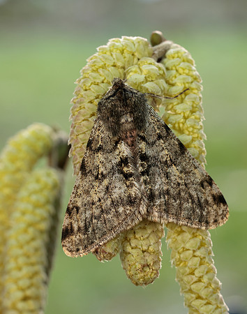 70.247 BF1926 Pale Brindled Beauty Phigalia pilosaria