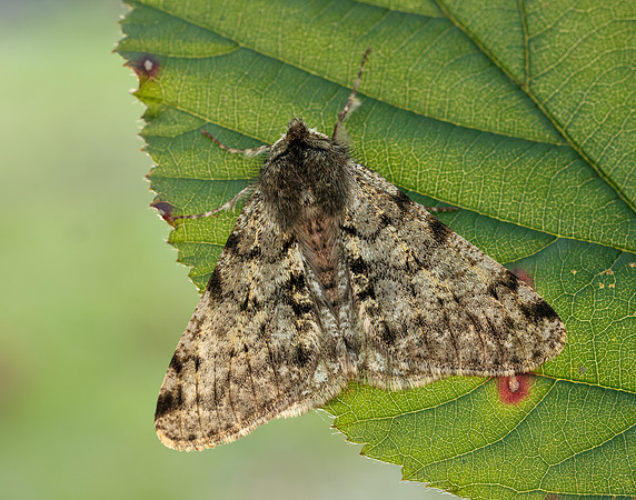 70.247 BF1926 Pale Brindled Beauty Phigalia pilosaria