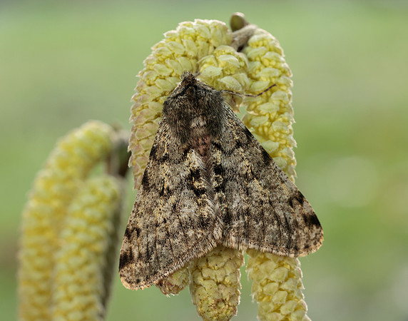 70.247 BF1926 Pale Brindled Beauty Phigalia pilosaria