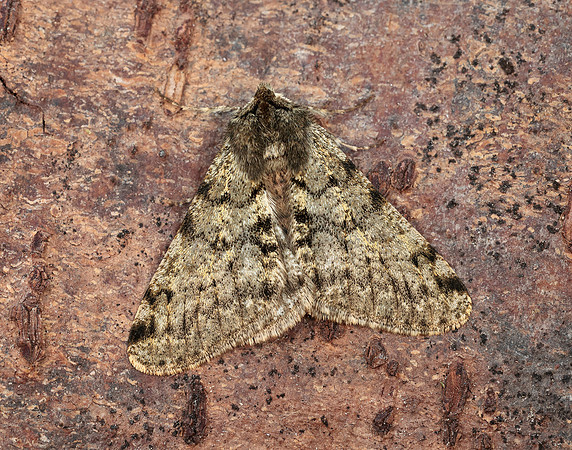 70.247 BF1926 Pale Brindled Beauty Phigalia pilosaria