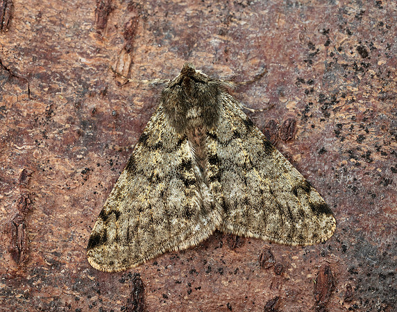 70.247 BF1926 Pale Brindled Beauty Phigalia pilosaria