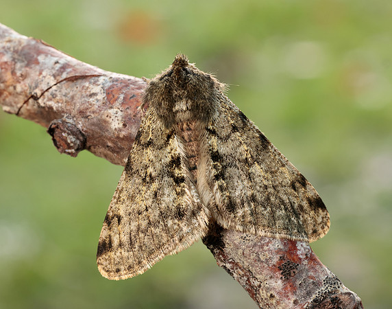 70.247 BF1926 Pale Brindled Beauty Phigalia pilosaria