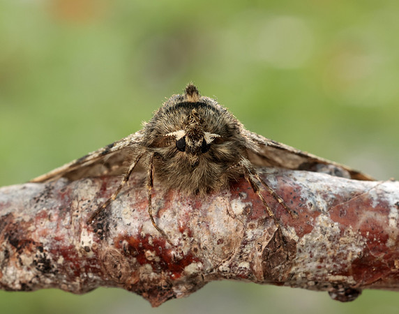 70.247 BF1926 Pale Brindled Beauty Phigalia pilosaria