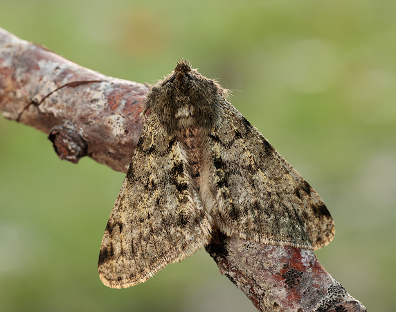 70.247 BF1926 Pale Brindled Beauty Phigalia pilosaria