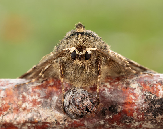 70.247 BF1926 Pale Brindled Beauty Phigalia pilosaria