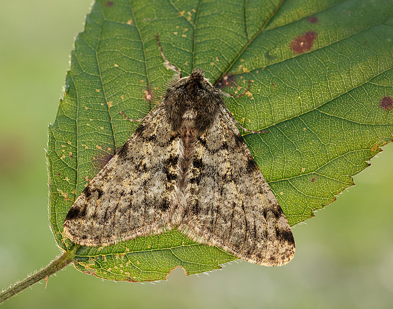 70.247 BF1926 Pale Brindled Beauty Phigalia pilosaria