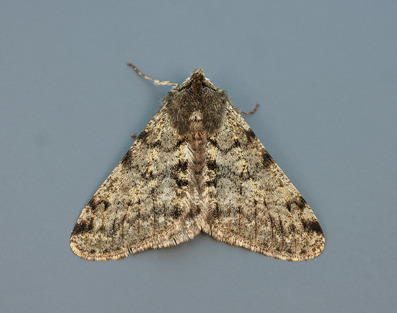 70.247 BF1926 Pale Brindled Beauty Phigalia pilosaria