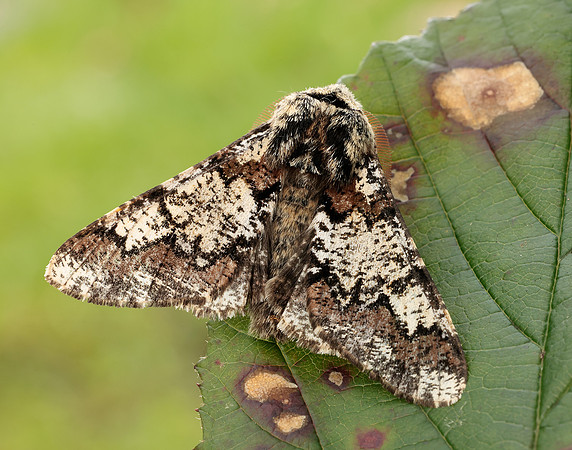 70.251 BF1930 Oak Beauty Biston strataria