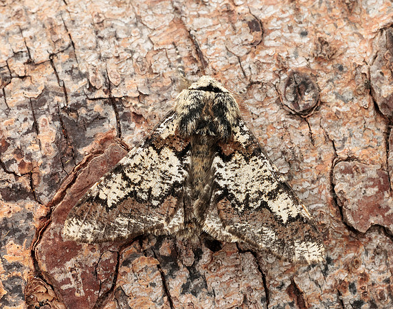 70.251 BF1930 Oak Beauty Biston strataria
