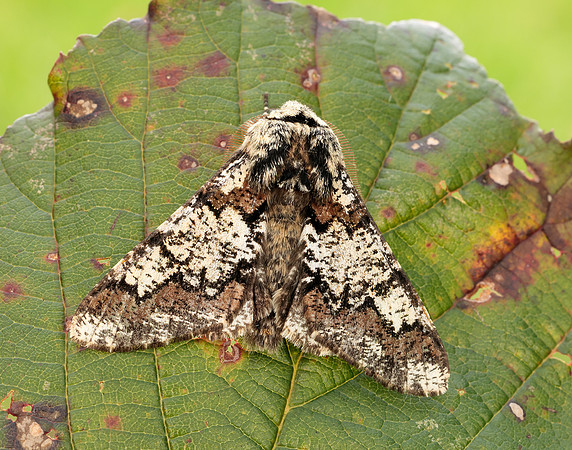 70.251 BF1930 Oak Beauty Biston strataria