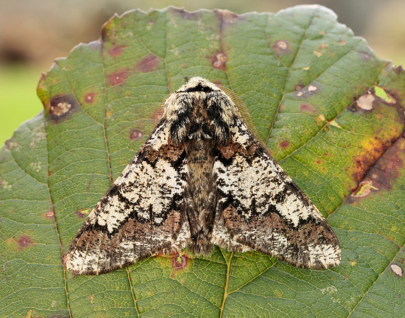 70.251 BF1930 Oak Beauty Biston strataria