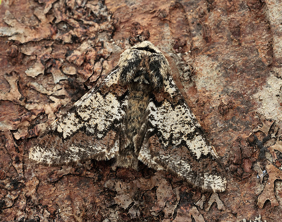 70.251 BF1930 Oak Beauty Biston strataria