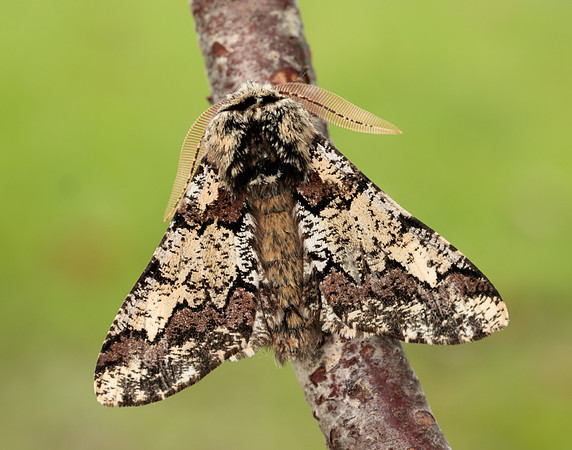 70.251 BF1930 Oak Beauty Biston strataria