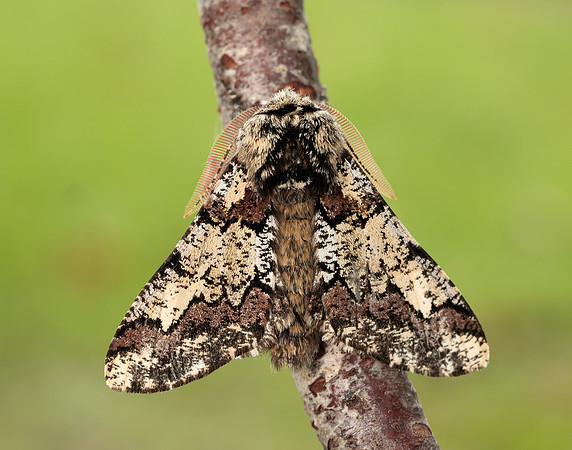 70.251 BF1930 Oak Beauty Biston strataria