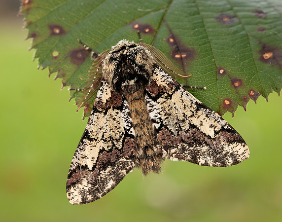 70.251 BF1930 Oak Beauty Biston strataria
