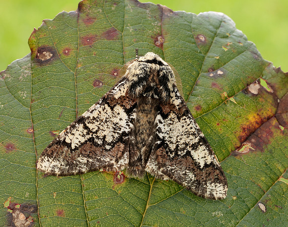 70.251 BF1930 Oak Beauty Biston strataria