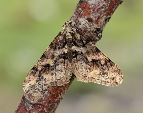70.253 BF1932 Spring Usher Agriopis leucophaearia