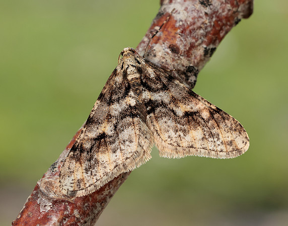 70.253 BF1932 Spring Usher Agriopis leucophaearia