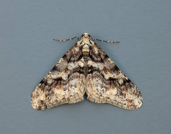 70.253 BF1932 Spring Usher Agriopis leucophaearia
