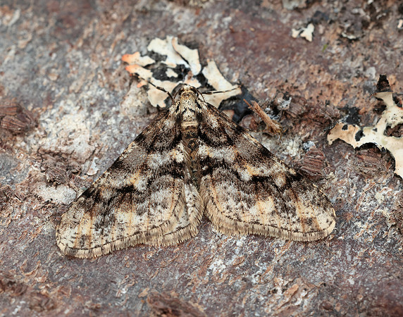 70.253 BF1932 Spring Usher Agriopis leucophaearia