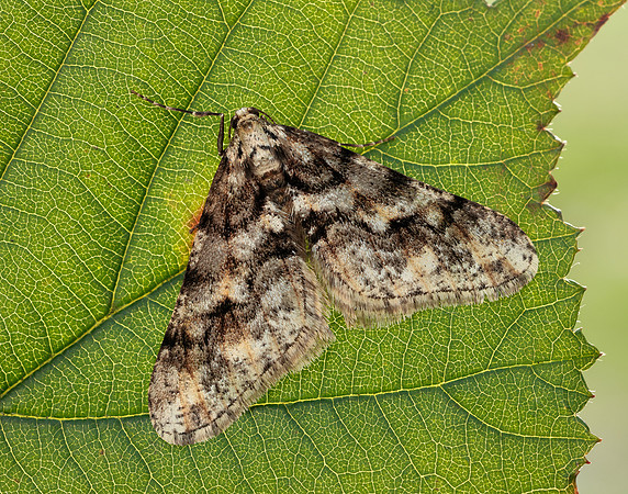 70.253 BF1932 Spring Usher Agriopis leucophaearia