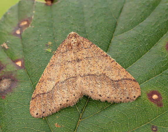 70.255 BF1934 Dotted Border Agriopis marginaria
