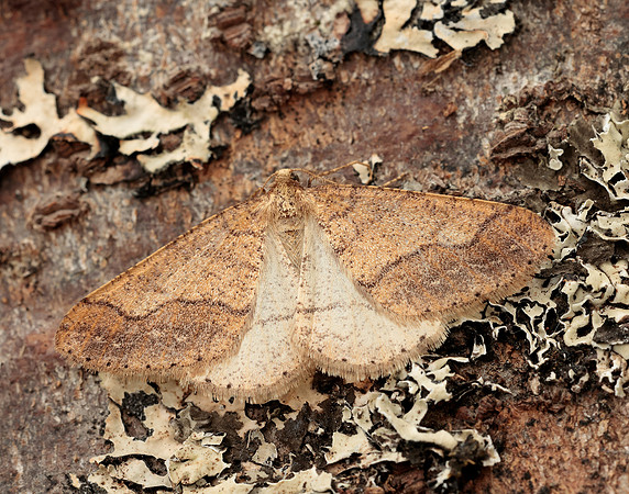 70.255 BF1934 Dotted Border Agriopis marginaria
